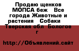 Продаю щенков МОПСА беж - Все города Животные и растения » Собаки   . Тверская обл.,Бологое г.